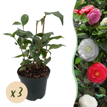 Camelia japonica Tricolour. Un jeune plant en pot accompagné d'une bulle "x3" indiquant la quantité et une vue des fleurs rose, blanc et rou