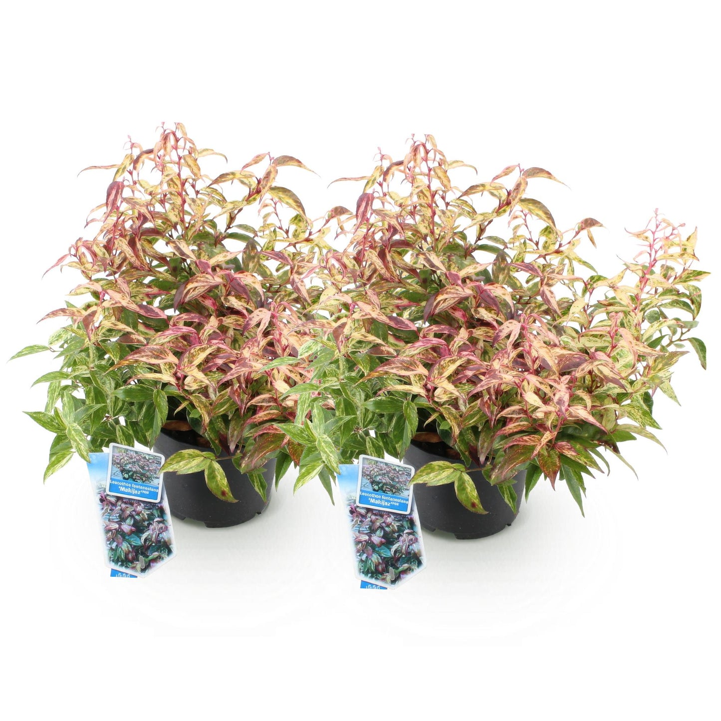 Leucothoe Makijaz, plusieurs plants avec feuillage panaché vert, crème et rose, en pots noirs sur fond blanc.