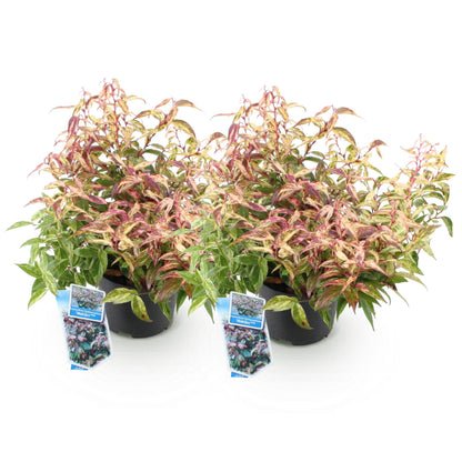 Leucothoe Makijaz, plusieurs plants avec feuillage panaché vert, crème et rose, en pots noirs sur fond blanc.
