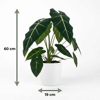 Plante d'intérieur - Oreille d'éléphant - Alocasia Frydek - Vert - Peu d'entretien - 1 Plante - avec Pot Blanc - Pot 19cm - Hauteur 60cm