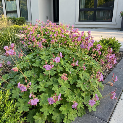 Géranium macr. Czakor. Massif de géraniums couvre-sol aux fleurs violet-rose dans un aménagement paysager devant une maison moderne.