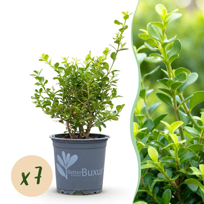 Buxus Babylon Beauty : un plant en pot prêt à être planté, avec une bulle indiquant la quantité 'x7' et un gros plan du feuillage vert.