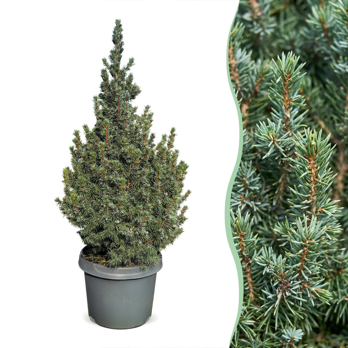 Épicéa 'Sander's Blue' (Picea glauca 'Sander's Blue') en pot et détail des aiguilles