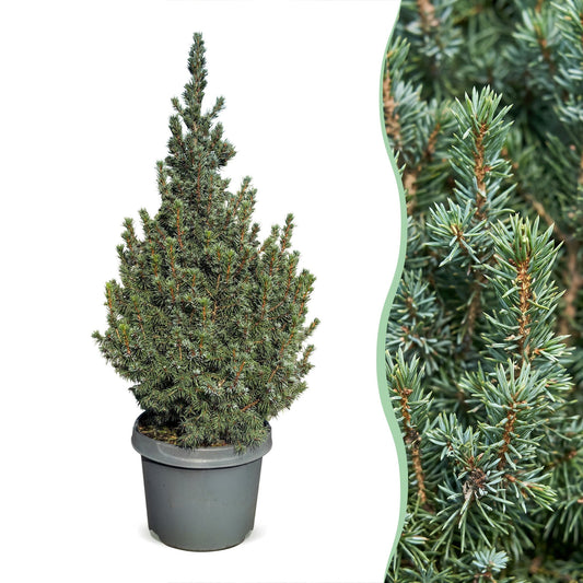 Épicéa 'Sander's Blue' (Picea glauca 'Sander's Blue') en pot et détail des aiguilles