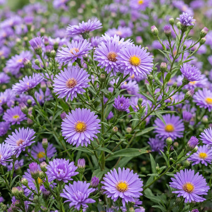 Aster 'Méditerranée'. Gros plan sur de multiples fleurs violettes à cœur jaune d'Aster maritime, avec leur feuillage vert luxuriant.