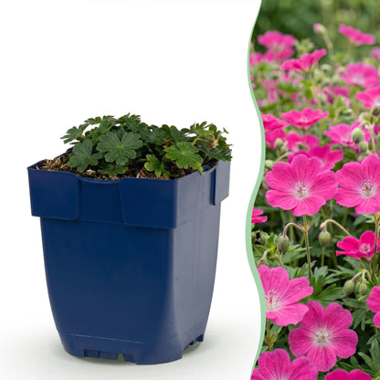 Géranium sang. Max Frei. Jeune plant en pot bleu sur fond blanc, juxtaposé à des fleurs éclatantes roses fuchsia.