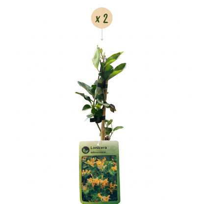 Chèvrefeuille de Tellmann (Lonicera x tellmanniana) - grimpante fleurie