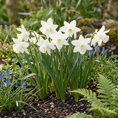 Narcisses Triandrus 'Thalia' blancs en pleine floraison dans un jardin ensoleillé au printemps.