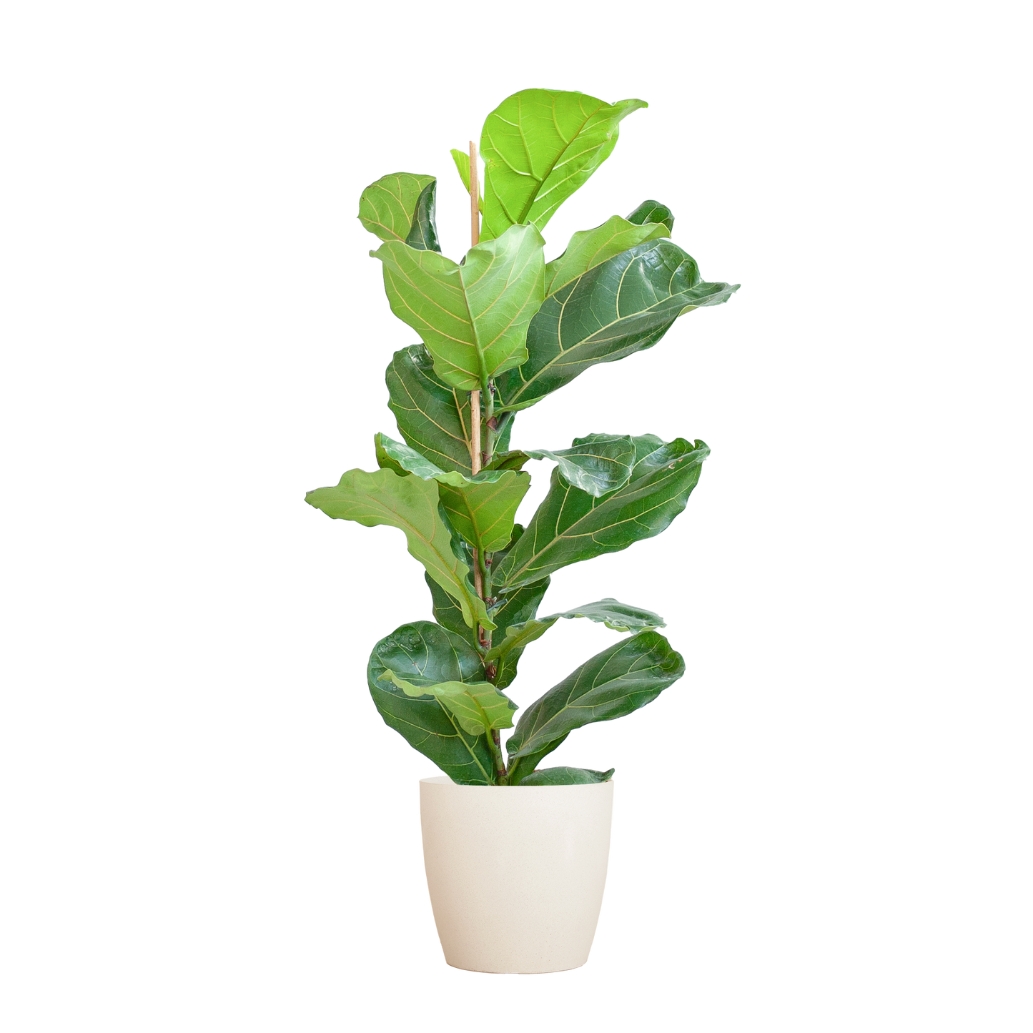 Ficus Lyrata avec pot Potter blanc - 80cm - Ø21