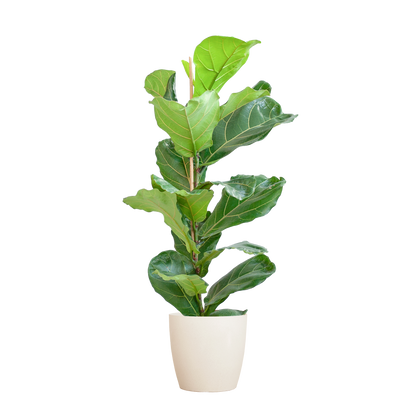 Ficus Lyrata avec pot Potter blanc - 80cm - Ø21