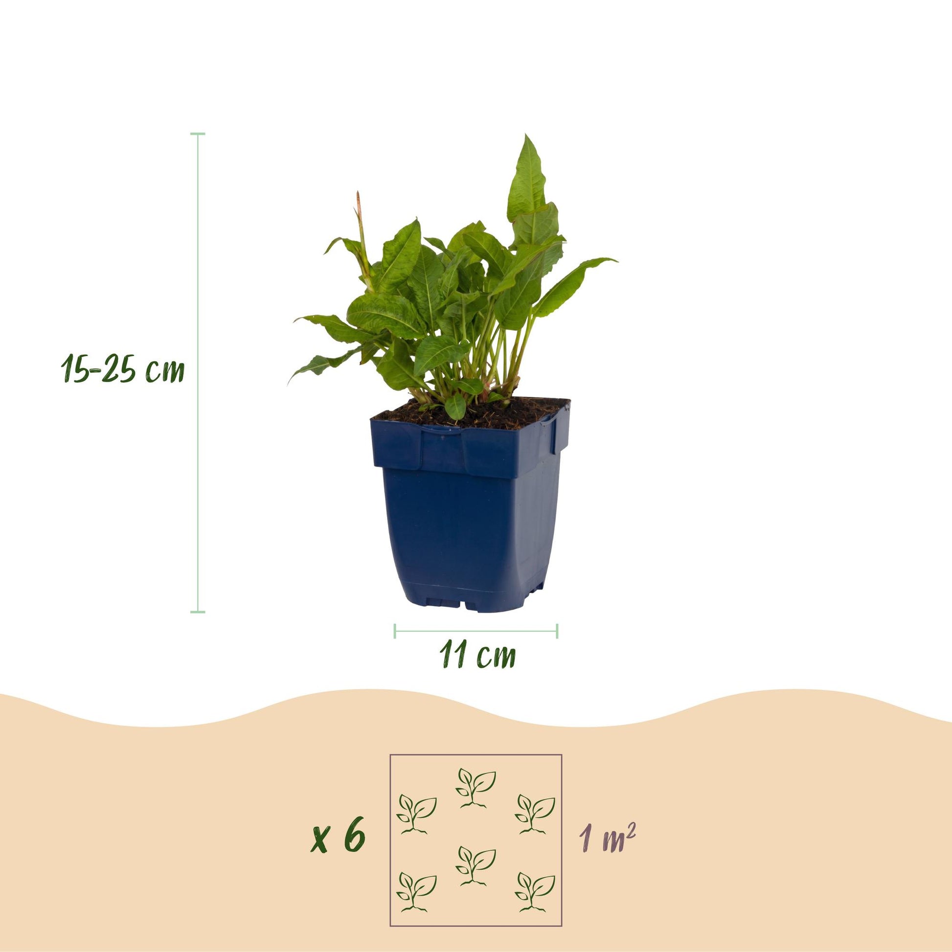 Renouée (Persicaria ampl. Rosea) en pot de 11cm, hauteur 15-25cm. Indication de plantation de 6 plants par m².