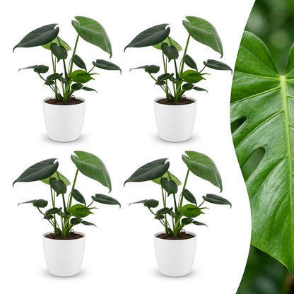 Quatre Monstera Deliciosa au feuillage large et fenêtré caractéristique, chacune présentée dans un cache-pot blanc élégant