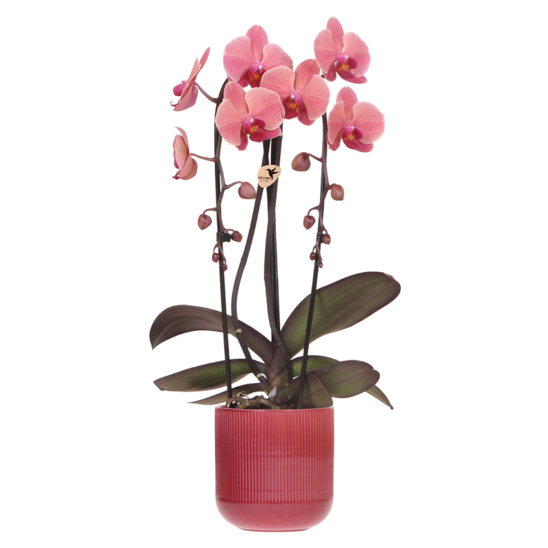 Orchidée Phalaenopsis 'Narbonne Niagara Falls' (Phalaenopsis) - Pot 12 cm