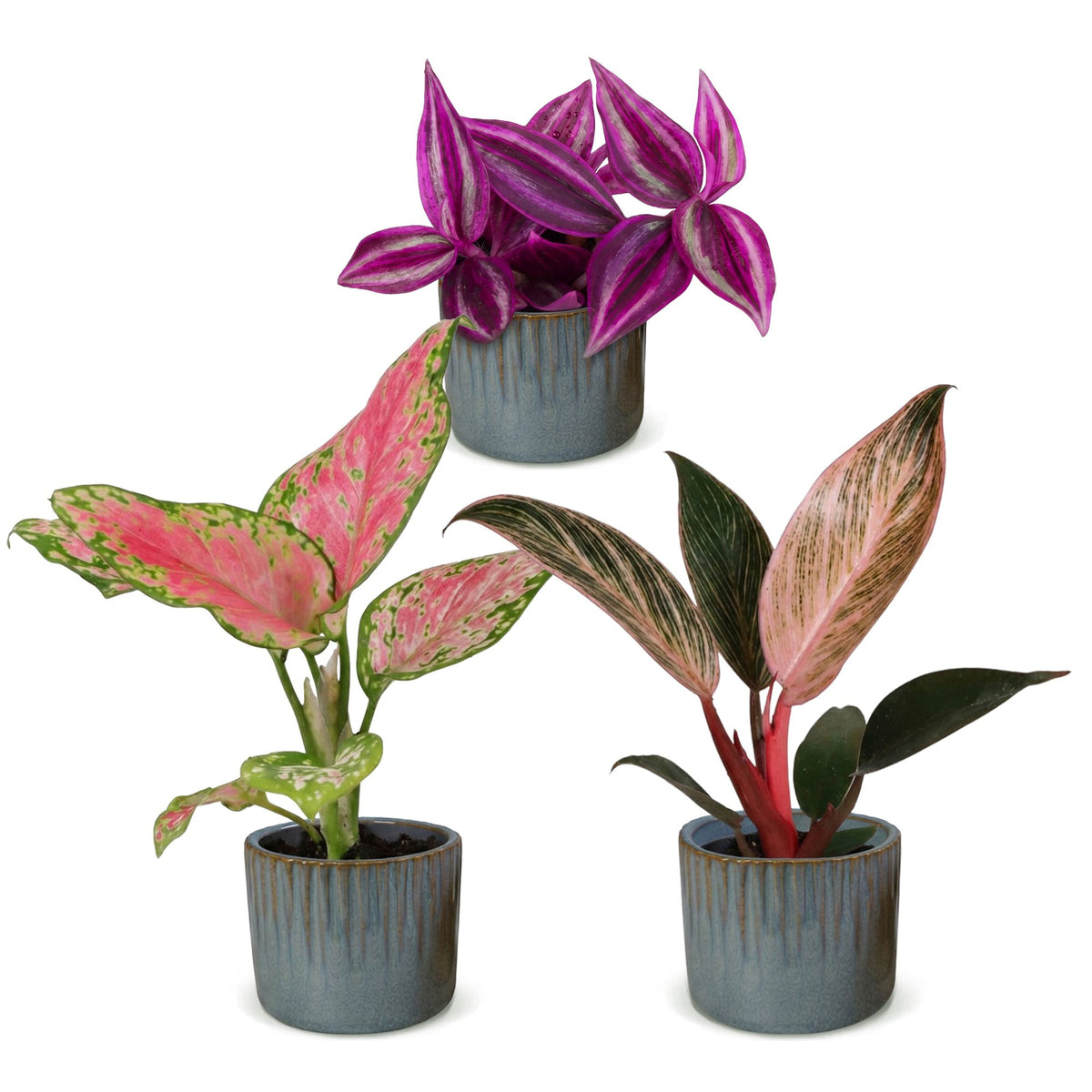 Bébés plantes roses en pot de 6 cm, 3 plantes, cache-pot bleu gris
