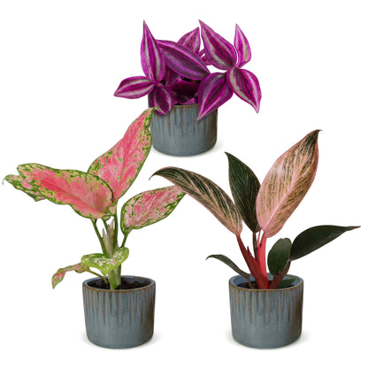 Bébés plantes roses en pot de 6 cm, 3 plantes, cache-pot bleu gris