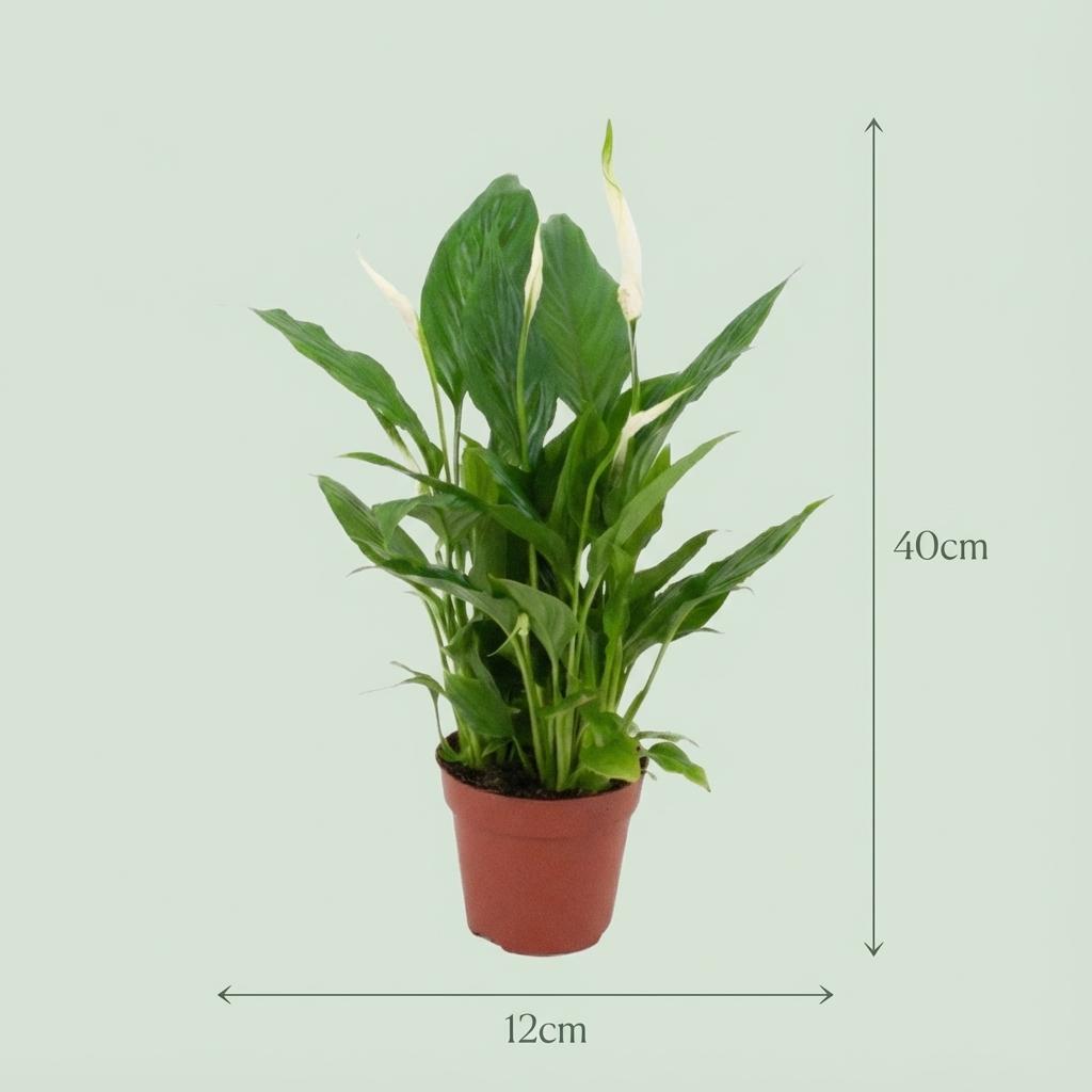 Un Spathiphyllum au feuillage vert brillant, dans un pot de culture de 12cm
