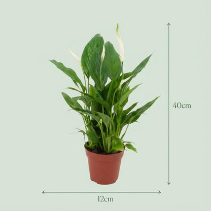 Un Spathiphyllum au feuillage vert brillant, dans un pot de culture de 12cm