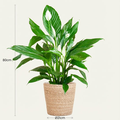 Spathiphyllum avec Panier Zeegras naturel - 80cm - Ø21