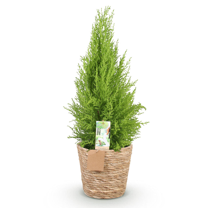 Cupressus Gold Crest Wilma - Conifère d'intérieur - Pot de 21cm - Hauteur 85-95cm