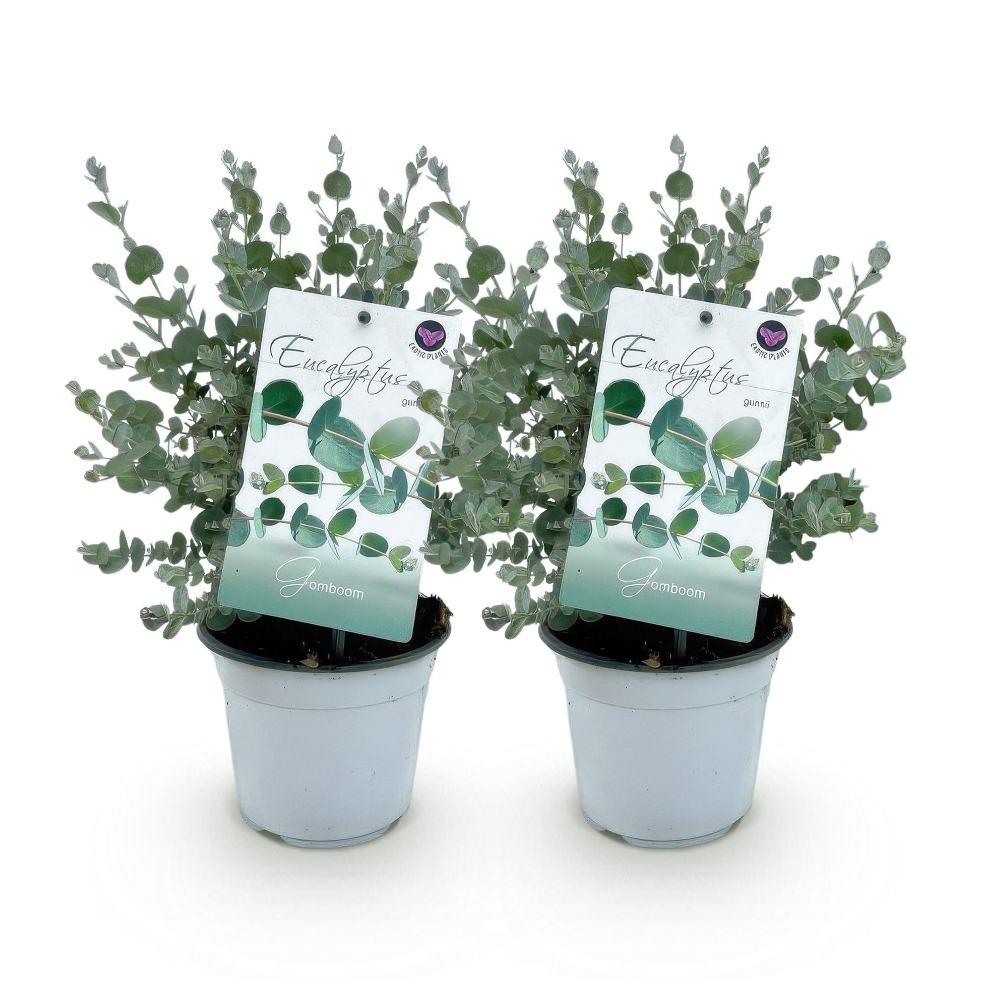 Eucalyptus gunni : deux jeunes plants d'eucalyptus en pot, avec leurs étiquettes, alignés sur un fond blanc uni.