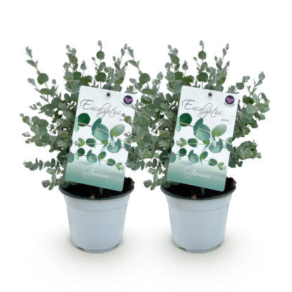 Eucalyptus gunni : deux jeunes plants d'eucalyptus en pot, avec leurs étiquettes, alignés sur un fond blanc uni.