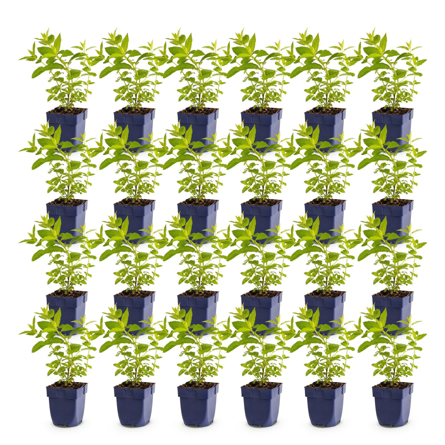 Nepeta sib. Wild Orchid : lot de trente plants d'herbe à chat avec de jeunes feuilles vertes, en pots noirs, alignés sur fond blanc.