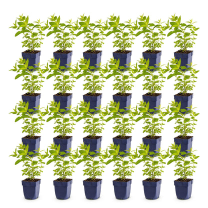 Nepeta sib. Wild Orchid : lot de trente plants d'herbe à chat avec de jeunes feuilles vertes, en pots noirs, alignés sur fond blanc.