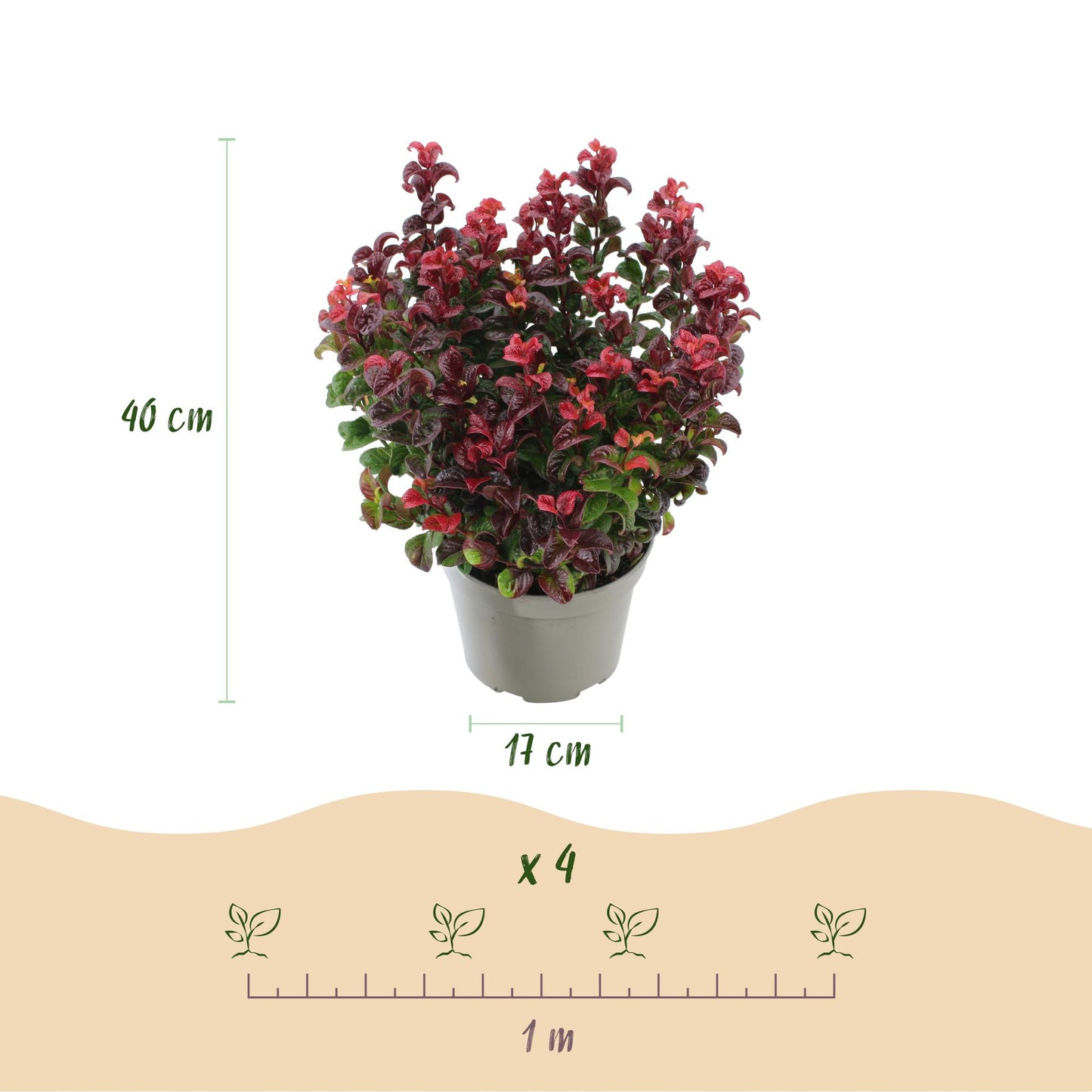 Leucothoe Curly Red, un plant en pot, avec des indications de hauteur (40 cm) et de diamètre du pot (17 cm). Un schéma d'espacement de 1 mèt