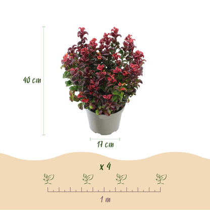 Leucothoe Curly Red, un plant en pot, avec des indications de hauteur (40 cm) et de diamètre du pot (17 cm). Un schéma d'espacement de 1 mèt