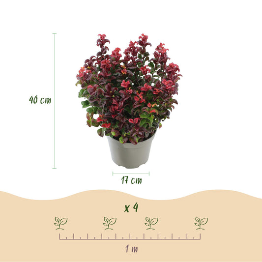 Leucothoe Curly Red, un plant en pot, avec des indications de hauteur (40 cm) et de diamètre du pot (17 cm). Un schéma d'espacement de 1 mèt