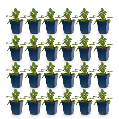 Scabiosa Duo : 24 jeunes plants en pots bleus, alignés sur un fond blanc uni, prêts à être plantés dans un jardin.