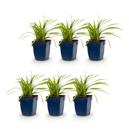 Carex morrowii Ice Dance : six plants de graminées ornementales en pots bleus, avec des feuilles panachées crème-vert, sur fond blanc.