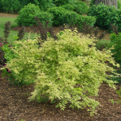 Acer palmatum Methamorphosa, érable japonais aux feuilles vert clair et aux pointes rouges, planté au milieu d'un jardin paysager.