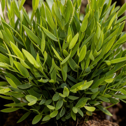 Gros plan sur l'herbe de bambou Bambusa Pogonatherum Monica, montrant un feuillage dense et vert clair
