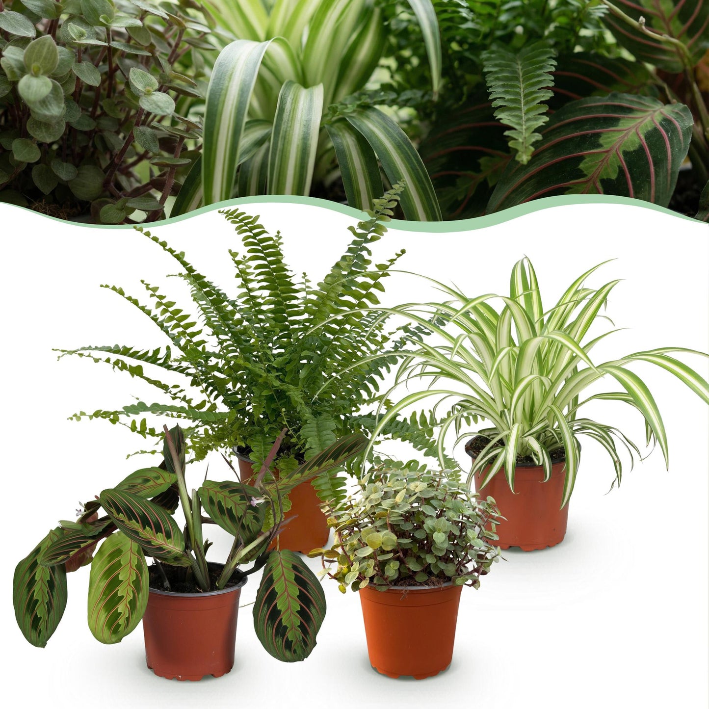 Plante d'intérieur - Chlorophytum - Maranta - Calissia - Nephrolepsis - Mix de 4 - Plantes Amicales pour Animaux - Vert - 4 Plantes - Pot 12cm - Hauteur 25cm