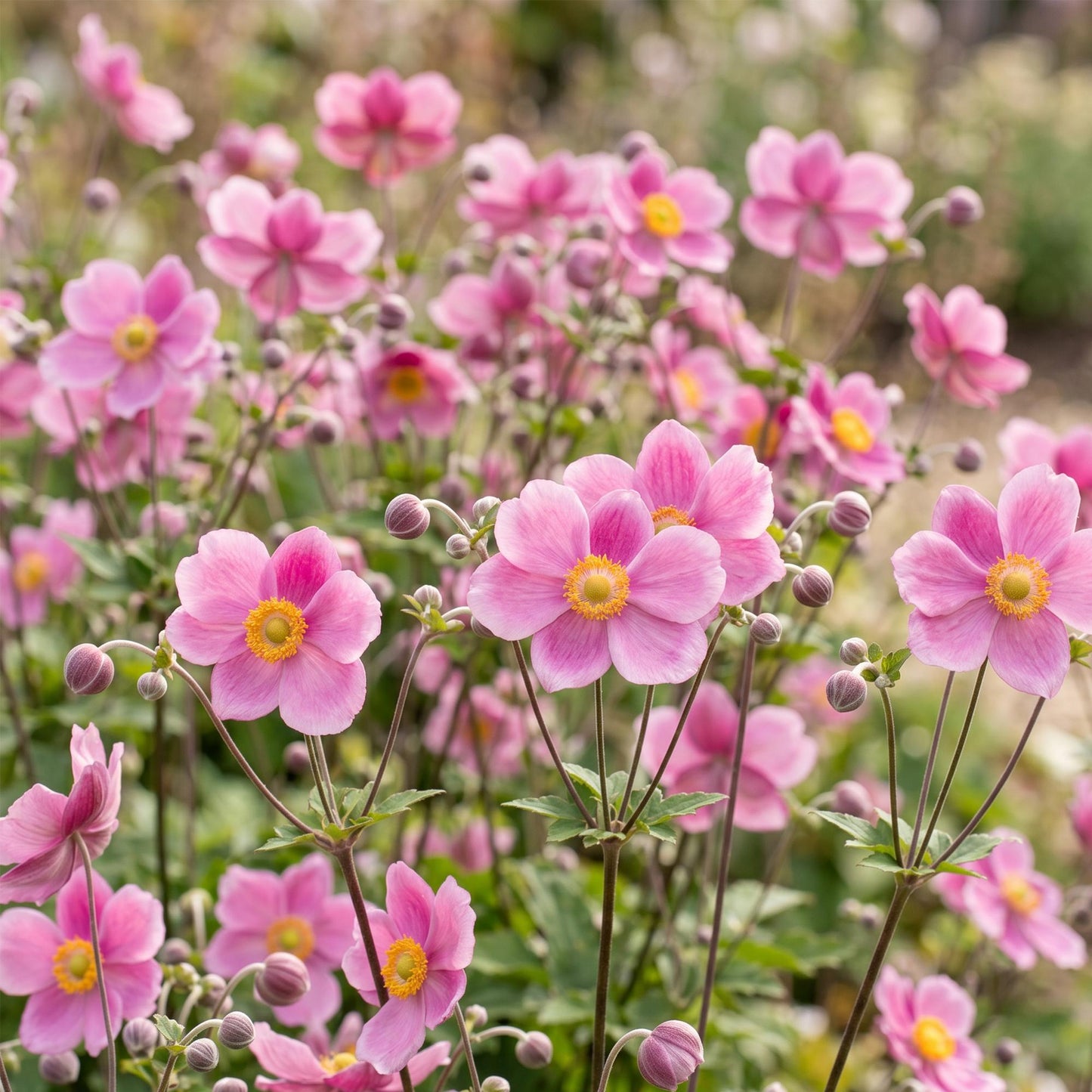 Anemone hup. Splendens. Un champ d'anémones japonaises rose foncé avec des centres jaunes, en pleine floraison dans un jardin.