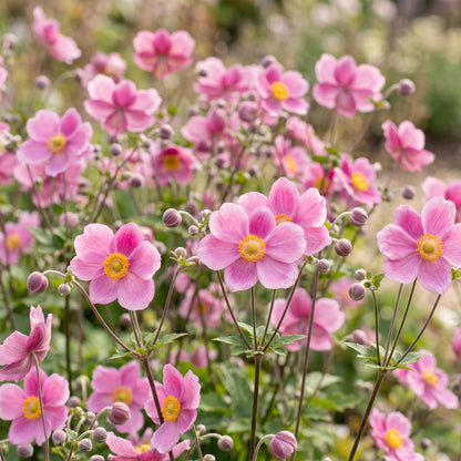 Anemone hup. Splendens. Un champ d'anémones japonaises rose foncé avec des centres jaunes, en pleine floraison dans un jardin.
