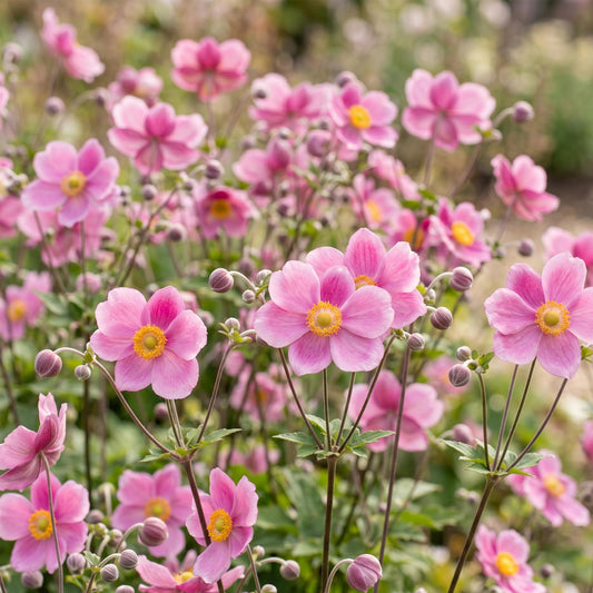 Anemone hup. Splendens. Un champ d'anémones japonaises rose foncé avec des centres jaunes, en pleine floraison dans un jardin.