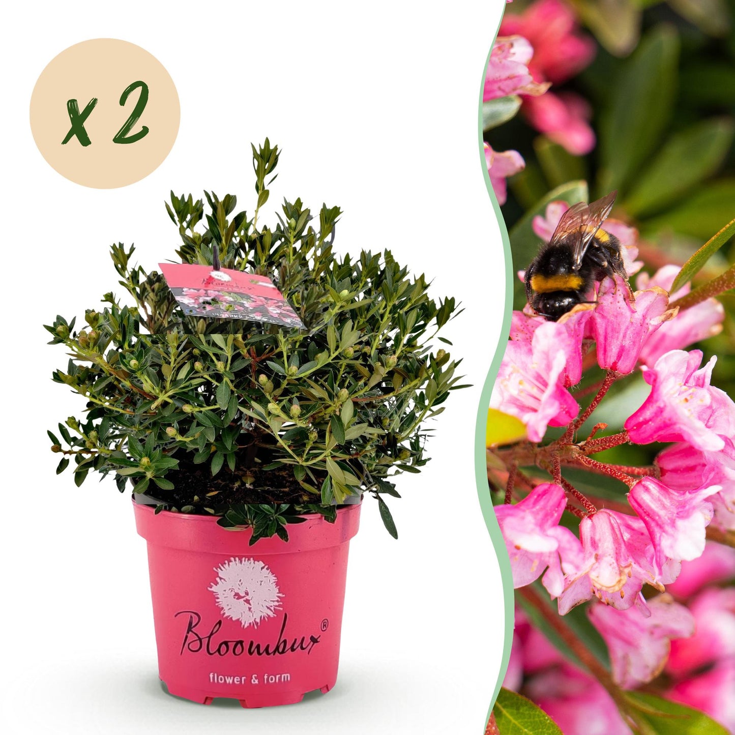 Rhododendron Bloombux Light Pink en pot rose, avec une bulle "x2" pour la quantité et un gros plan d'une fleur rose avec un bourdon.