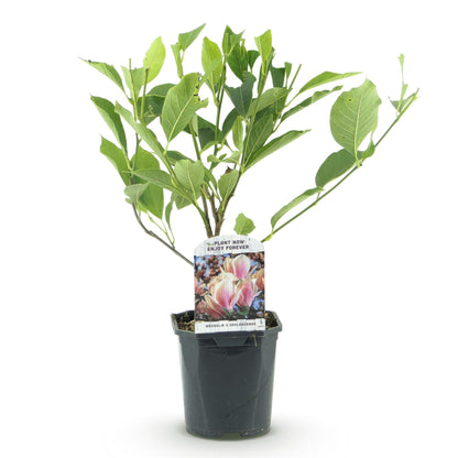 Magnolia Soulangiana : plant en pot noir de 17 cm, hauteur 45 cm, sur fond blanc. Étiquette avec fleurs rose clair.