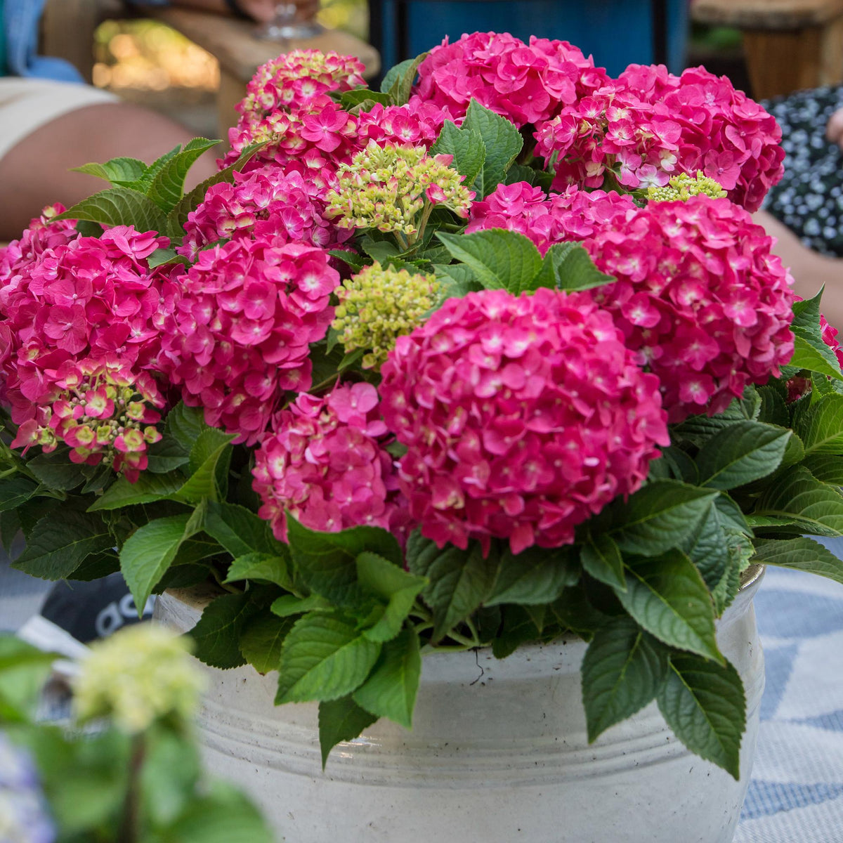 Hortensia Endless Summer Summer Love Red en pot de 14 cm, boules de fleurs rouge framboise
