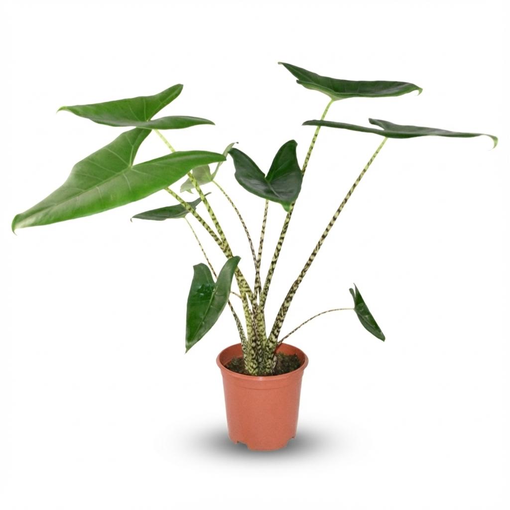 Alocasia Zebrina - Ø 21 cm - Hauteur: 70 - 75 cm