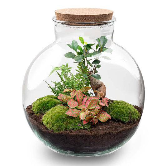 Grand kit terrarium bonsaï Ficus Ginseng et Fittonia, bocal Ø 31 cm, avec outils ou bouchon LED