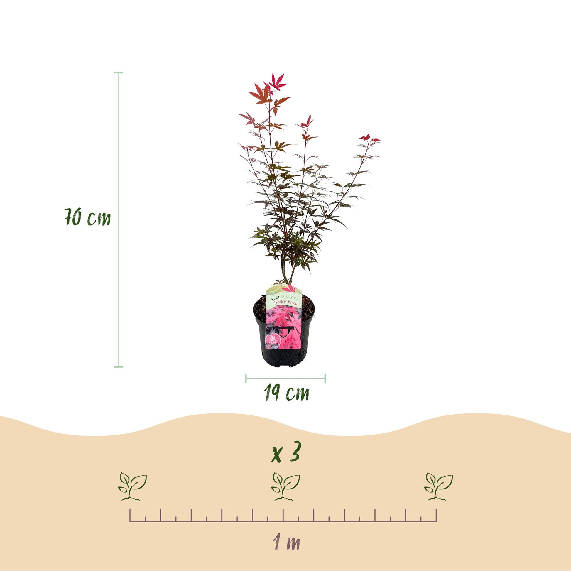 Érable japonais Skeeters Broom : un plant violet en pot (diam. 19 cm, haut. 70 cm) avec espacement de plantation suggéré de 1 mètre pour 3 p