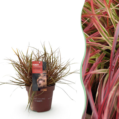 Uncinia rubra Everflame : un plant en pot sur fond blanc à gauche, et un gros plan de son feuillage rouge et vert à droite.