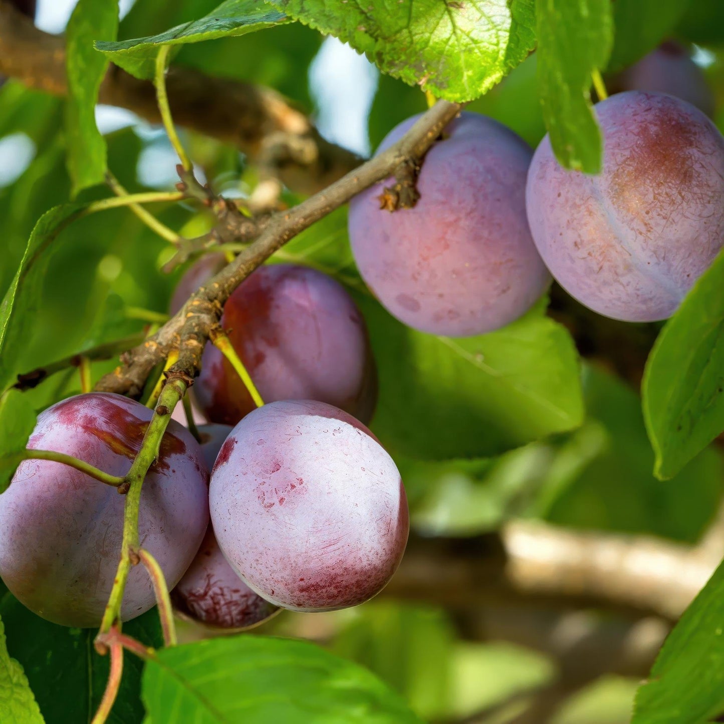 Prunus domestica Opal. Prunes violettes juteuses et lisses sur une branche d'arbre fruitier, feuilles vertes luxuriantes.