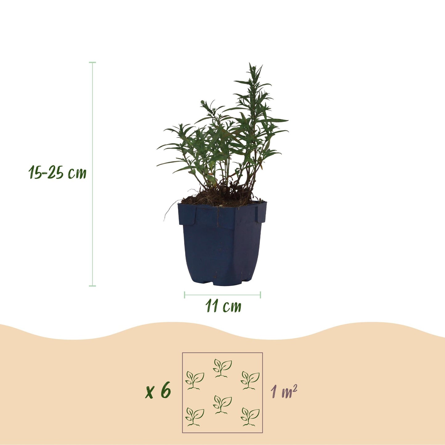 Aster maritime en pot de 11 cm, indiquant une hauteur de 15-25 cm et un espacement de plantation de 6 plants par m².