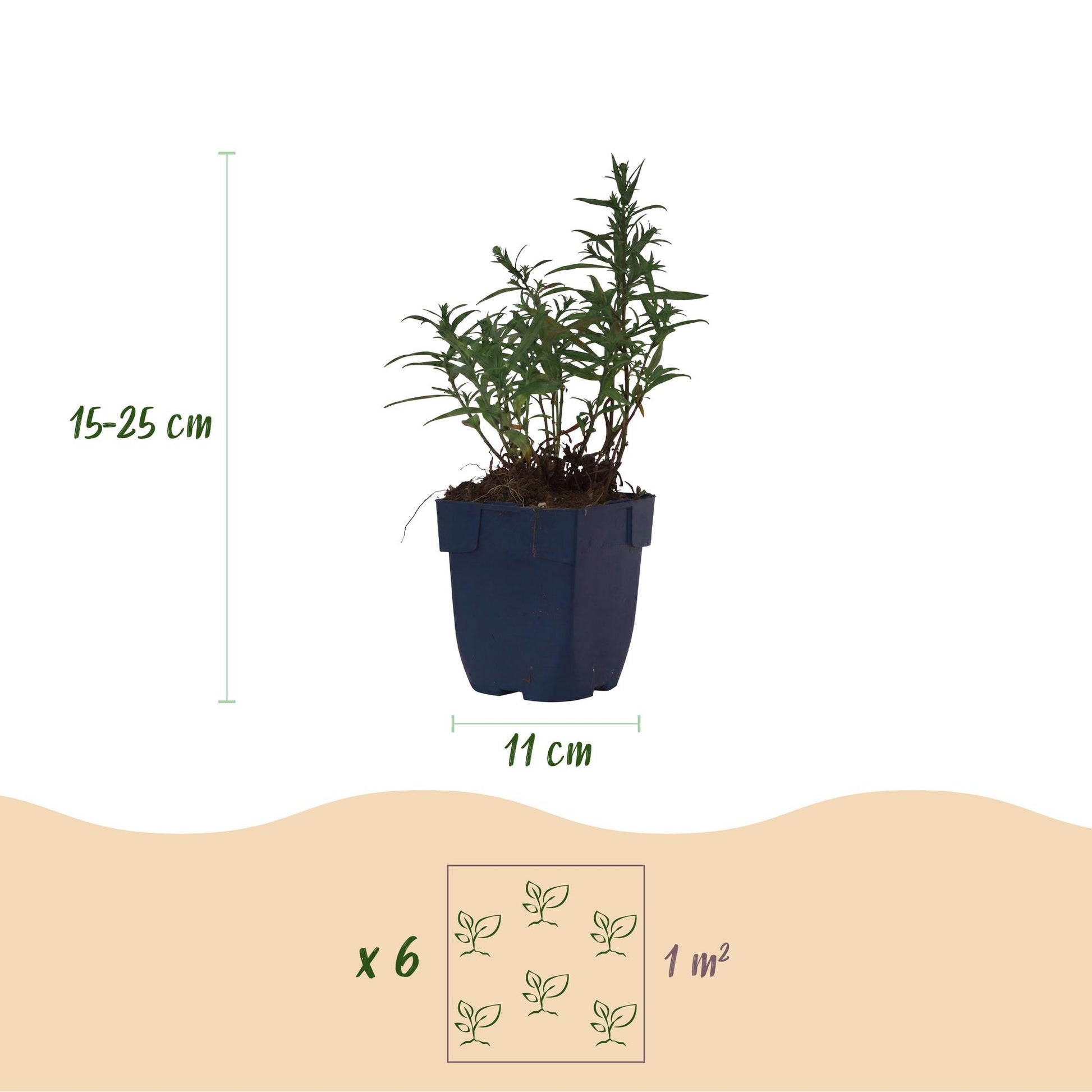 Aster maritime en pot de 11 cm, indiquant une hauteur de 15-25 cm et un espacement de plantation de 6 plants par m².