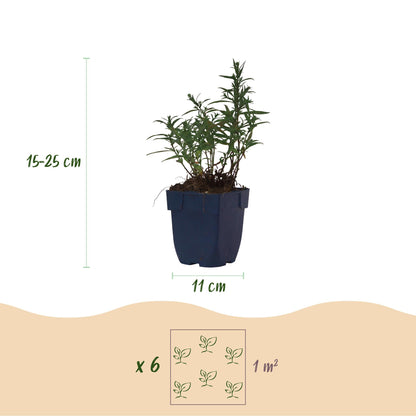Aster maritime en pot de 11 cm, indiquant une hauteur de 15-25 cm et un espacement de plantation de 6 plants par m².