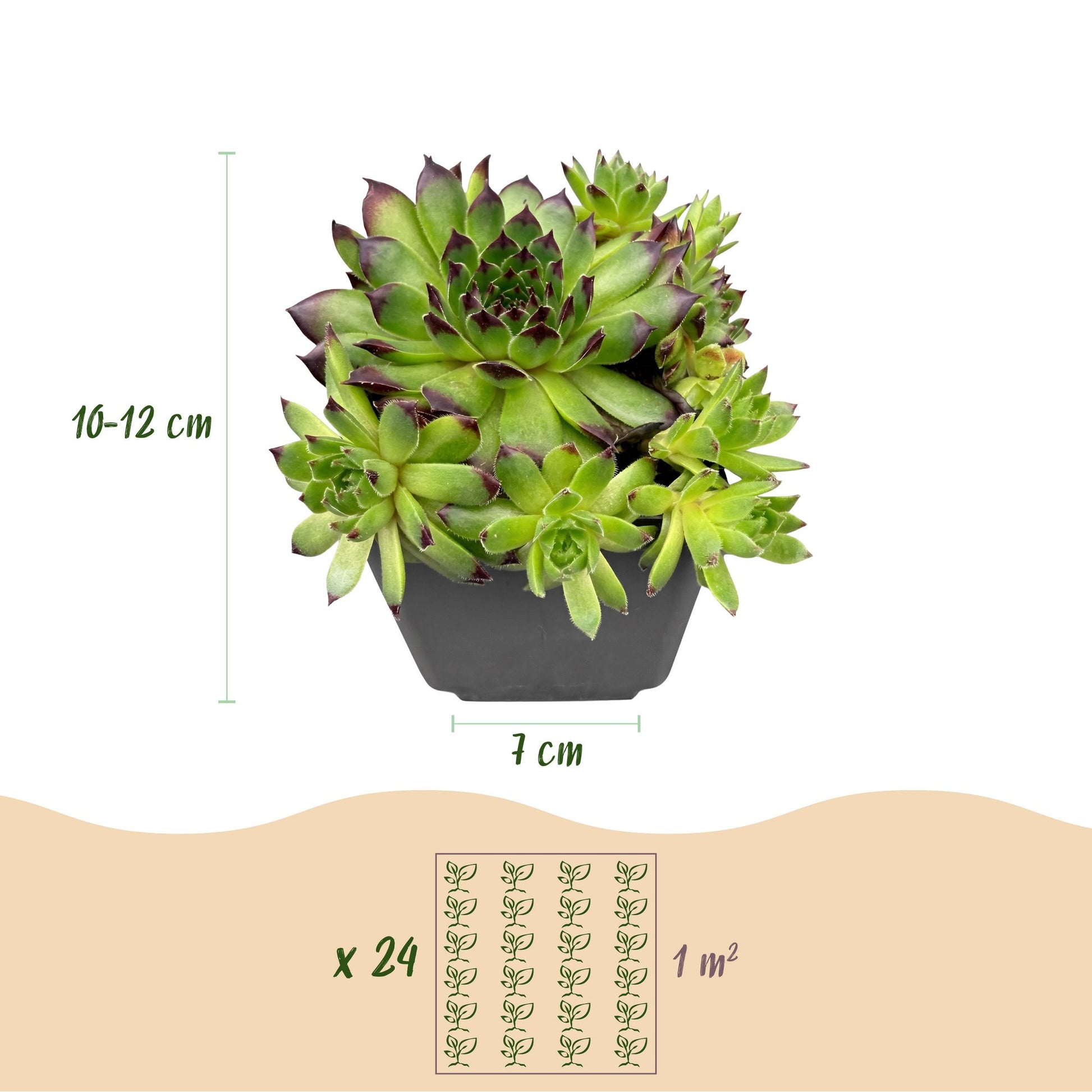 Sempervivum Big Sam. Infographie sur fond blanc montrant la hauteur (10-12 cm) et le diamètre du pot (7 cm). Le schéma indique 24 plants par